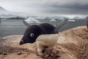 Features Gallery: adelie penguin, Pygoscelis Adeliae, along the western
