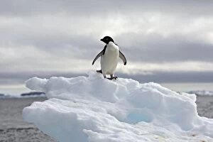 Images Dated 24th January 2008: Adelie Penguin - resting on a iceberg - Antarctic Peninsula