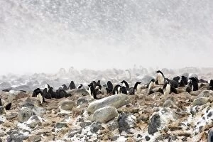 Images Dated 16th January 2008: Adelie Penguin - rookery in snow storm