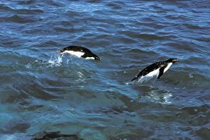 Penguins Collection: Adelie Penguin - In sea porpoising JPF20307