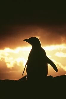 Adelie Penguin - Single bird silhouette