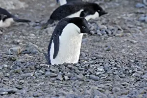 Antarctic Prints: Adelie Penguin - sitting on nest made from pebbles. Brown Bluff - Antarctic Peninsula