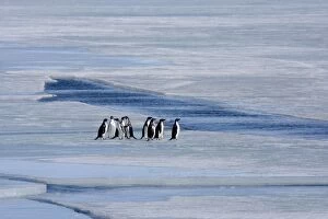 Adelie Penguin, Small group standing on sea ice