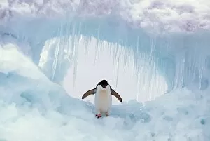 ADELIE PENGUIN - standing on ice, wings spread