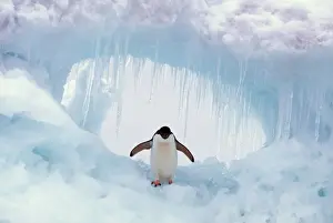 Flipper Prints: ADELIE PENGUIN - standing on ice, wings spread