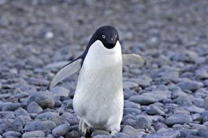 Adelie Penguin - walking