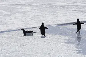 Adelie Penguin - three walking acroos ice. Brown Bluff - Antarctic Peninsula