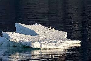 Adelie Gallery: Adelie Penguins on iceberg floating in the sea