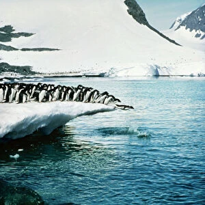 ADELIE PENGUINS - leaping off ice