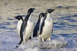 Adelie Gallery: Adelie Penguins (Pygoscelis adeliae)
