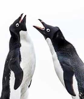 Adelie Gallery: Adelie Penguins squawking at each other