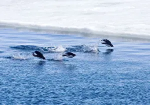Adelie Penquins - Three porpoising beside sea ice, Antarctic. October