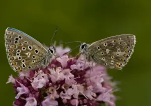 Blues Prints: Adonis Blue Butterflies
