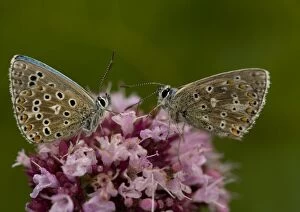 Adonis Blue Butterflies - x2 on flowers, side view