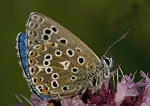 Antennae Prints: Adonis Blue Butterfly