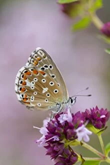 Butterflies & Insects Gallery: Adonis Blue Butterfly - female on flower
