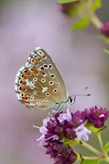 Moths And Butterflies Prints: Adonis Blue Butterfly - female on flower - UK