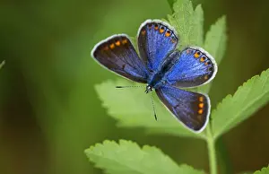 Blues Prints: Adonis Blue Butterfly - female resting by dull weather