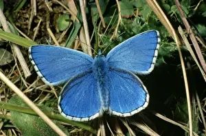 Blues Prints: Adonis Blue Butterfly - female resting by dull weather