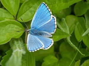 Adonis blue - male - wings open - resting on leaves - Dorset