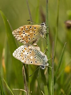 Adonis blue - pair mating- Dorset