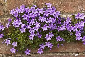 Images Dated 25th April 2007: Adria bellflower (Campanula portenschlagiana), growing on a garden wall, Dorset
