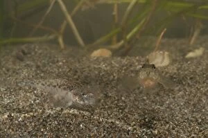 Images Dated 9th April 2011: Adriatic Dwarf Goby pair