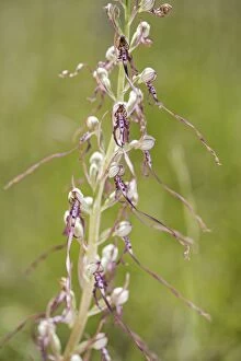 Adriatic Lizard Orchid