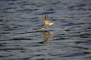 Adult Arctic Tern - catching fish
