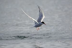Adult Arctic Tern - in flight