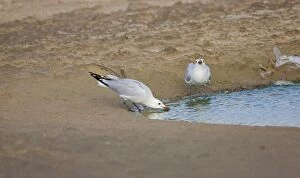 Adult Audoiuns Gulls drinking fresh water