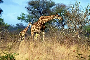 Camelopardalis Gallery: Adult and baby Cape Giraffe, (Giraffa camelopardalis)