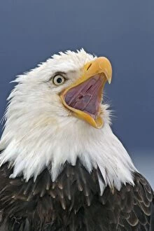 Adult Bald Eagle - close-up of head, beak open