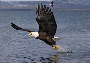 Images Dated 5th March 2004: Adult Bald Eagle - fishing the waters of Homer Alaska