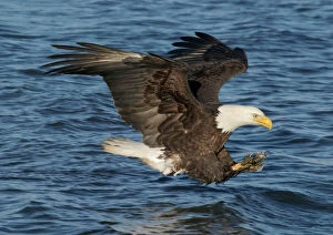 Fishing Collection: Adult Bald Eagle - fishing the waters of Homer Alaska