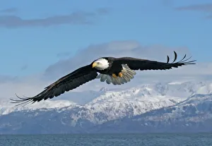 Raptors Collection: Adult Bald Eagle in flight. Homer Alaska