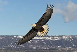 Images Dated 5th March 2004: Adult Bald Eagle in flight. Homer Alaska
