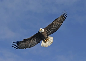 Images Dated 5th March 2004: Adult Bald Eagle in flight. Homer Alaska