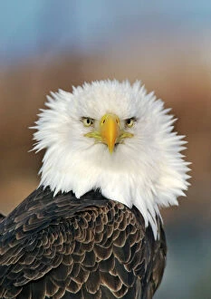 Eagle Collection: Adult Bald Eagle. Homer Alaska