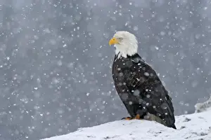 Leucocephalus Prints: Adult Bald Eagle - in snow Homer Alaska