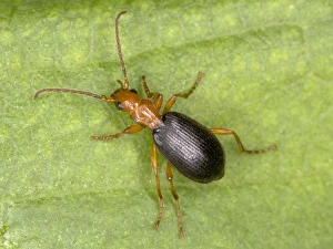 Images Dated 26th August 2005: Adult Bombadier Beetle - Red Data Book status: Nationally Scarce (Notable B) Distribution