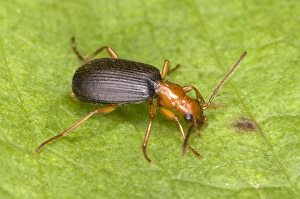 Images Dated 26th August 2005: Adult Bombadier Beetle - Red Data Book status: Nationally Scarce (Notable B) Distribution