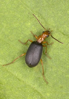 Images Dated 26th August 2005: Adult Bombadier Beetle - Red Data Book status: Nationally Scarce (Notable B) Distribution