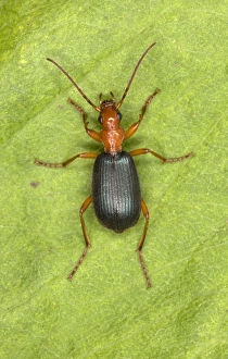 Images Dated 27th August 2005: Adult Bombadier Beetle - Red Data Book status: Nationally Scarce (Notable B) Distribution