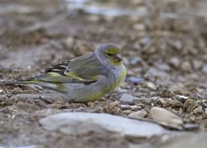 Adult Citril Finch
