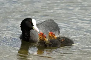 Coots Prints: Adult Coot - feeding her young UK