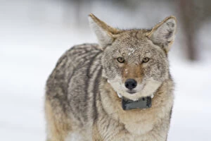 Adult coyote with radio collar in Yellowstone