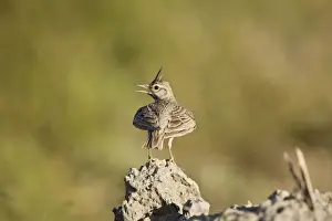 Rhodes Prints: Adult Crested Lark Rhodes Greece May