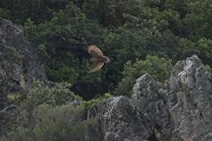 Adult Eurasian Eagle Owl - hunting for food at dusk