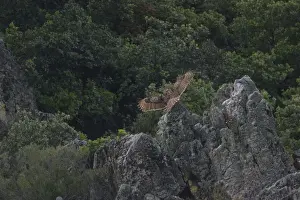 Crepuscular Prints: Adult Eurasian Eagle Owl hunting for food at dusk Monfrague Spain April to feed its chicks nearby